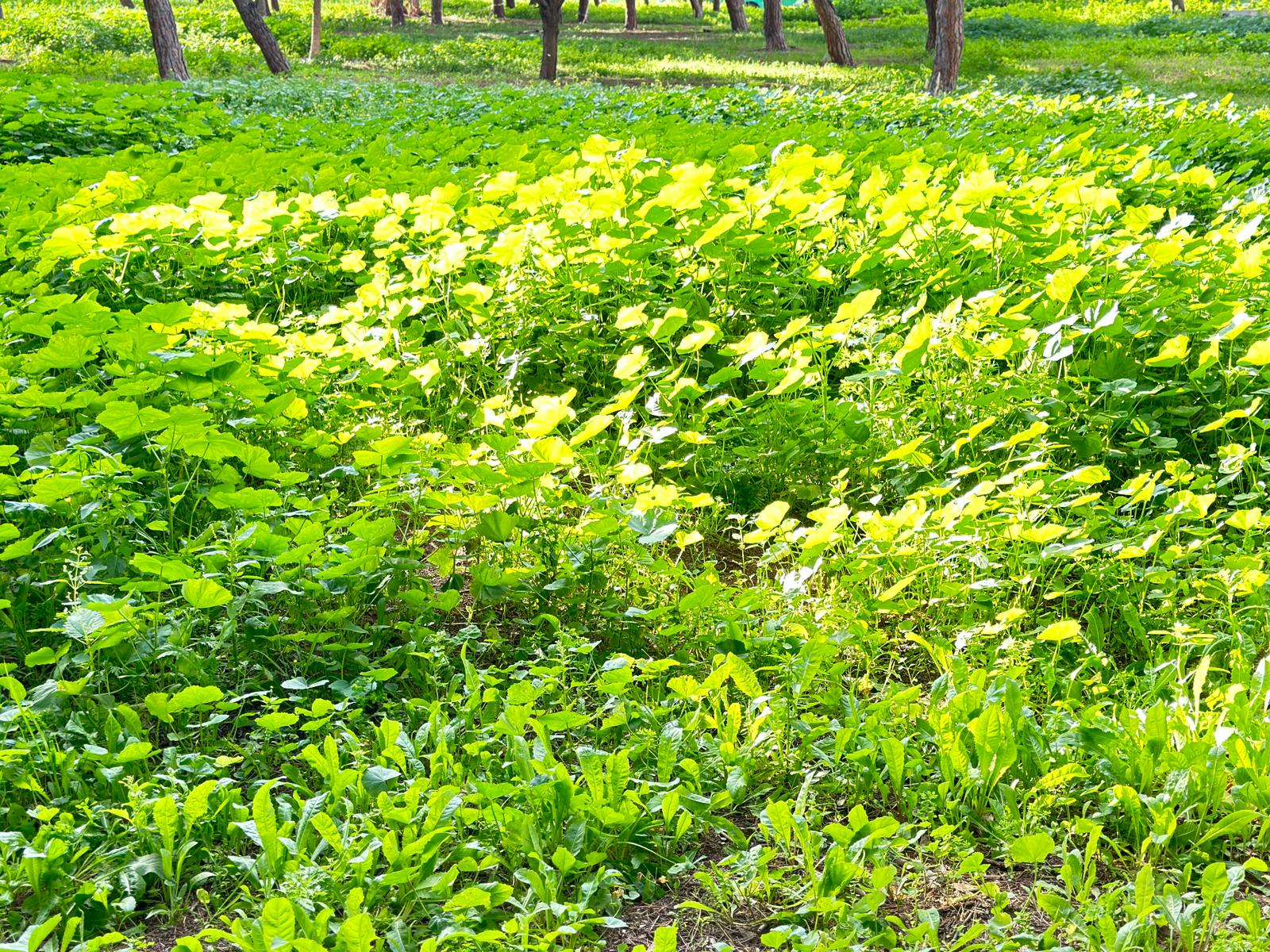 WhatsApp Image 2024-01-05 at 14.01.00.jpeg